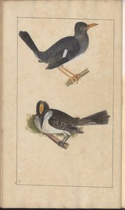 A Page from the 