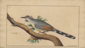 A page from the 
