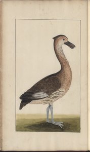 A Page from the 