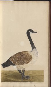 A Page from the 