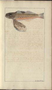 Lindsay Drawings Vol. VII by John Lindsay