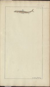 Lindsay Drawings Vol. VII, 23 by John Lindsay