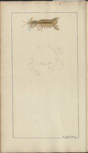 Lindsay Drawings Vol. VII, 24 by John Lindsay