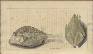 Lindsay Drawings Vol. VII, 26 by John Lindsay