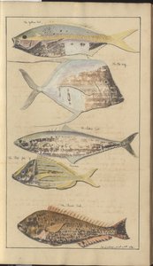 Lindsay Drawings Vol. VII, 2 by John Lindsay
