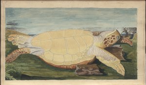 Lindsay Drawings Vol. VII, 31 by John Lindsay