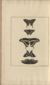 Lindsay Drawings Vol. VI, 31 by John Lindsay