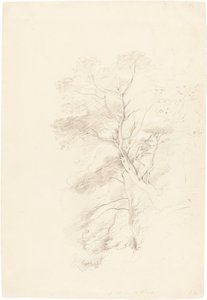 A Beech Wood