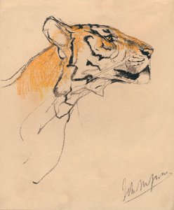 Head of a Tiger