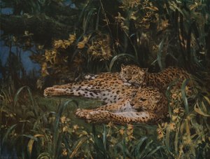 Indian Leopards by John Macallan Swan