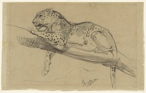 Study of a Leopard, Lying on a Branch by John Macallan Swan