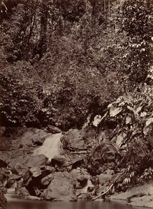 Tropical Scenery, Cascade, Limon River