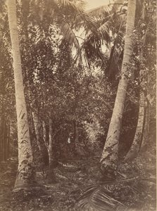 Tropical Scenery, Forest Near Turbo