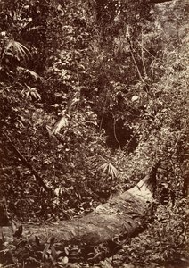 Tropical Scenery, Tropical Forest