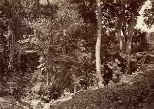 Tropical Scenery, View Near Chipigana by John Moran