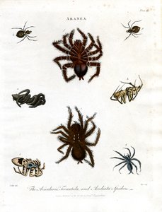 ARANEA: Avicularia, Tarantula and Aculeata Spiders by John Pass