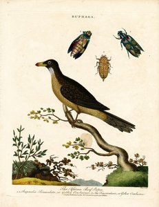 African Oxpecker and Jewel Beetles (Buphaga) by John Pass
