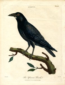 African Rook by John Pass
