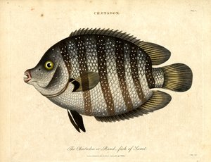 Band-fish of Surat by John Pass