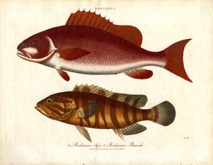 Bodianus - Two Species of Sea Perch by John Pass