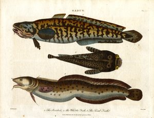 Burbot, Whiting-Fish and Toad-Fish by John Pass