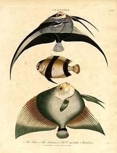 Butterflyfish: Freira, Acuauna, and Vespertilio by John Pass
