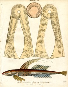Callipers and Dragonet Fish by John Pass
