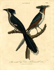 Cape and Coromandel Cuckoo by John Pass