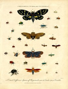 Chrysomela, Cicada and Cicindela by John Pass