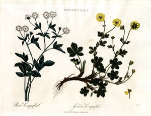 Cinquefoil Species by John Pass