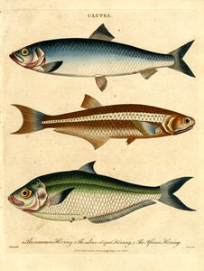 Herring Species by John Pass