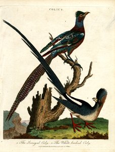 Colius Species (Mousebirds) by John Pass