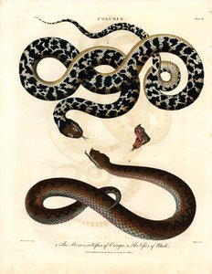 European Viper and Viper of Rhodes