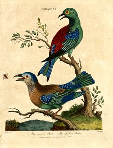 Common Roller and Indian Roller by John Pass