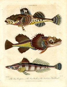 Cottus – Sculpins and Sea Scorpions