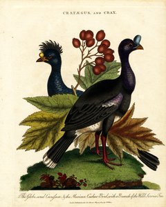 Crataegus and Crax: Glossy Curassow and Mexican Cashew-Bird with Wild Service Tree by John Pass