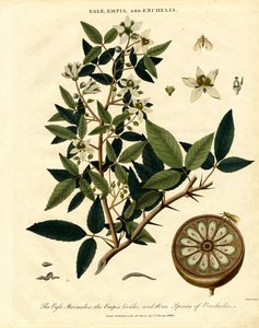 Egle; Empis and Enchelis by John Pass