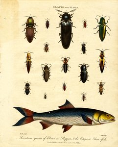 Elater and Elops: Seventeen species of Elater or Skipper, and the Elops or Saur-fish by John Pass