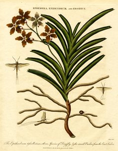Epidendrum, Ephemera, and Erodius by John Pass