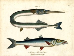 Esox: Gar and Sea Pike