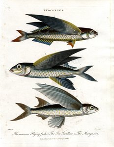 Exocoetus: Flying Fish by John Pass