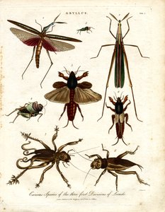 Curious Species of the Three First Divisions of Locusts by John Pass