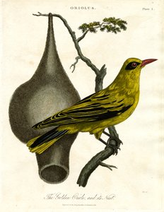 Golden Oriole and its Nest by John Pass