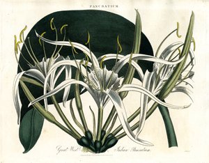 Great West-Indies Pancratium (Indian Pancratium) by John Pass