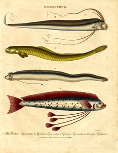 Ribbon Fishes by John Pass