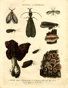 Helvella and Hemerobius by John Pass