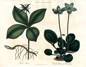 Herb Paris and Grass of Parnassus by John Pass