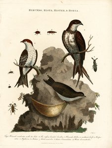 Swallows and Beetles by John Pass