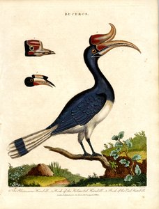 Hornbill Species with Bill Details by John Pass