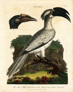 Hornbills by John Pass